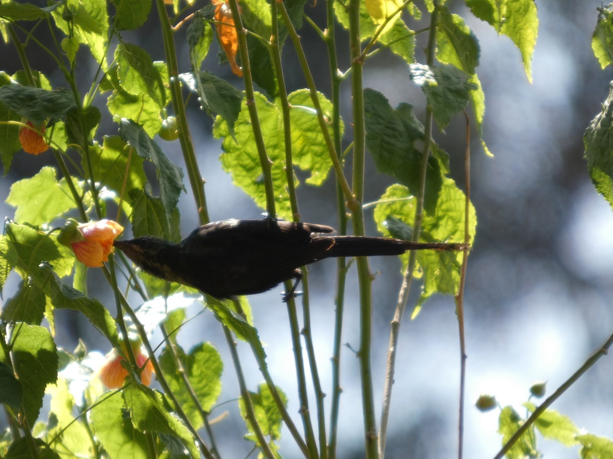 Tacazze Sunbird - ML645320060