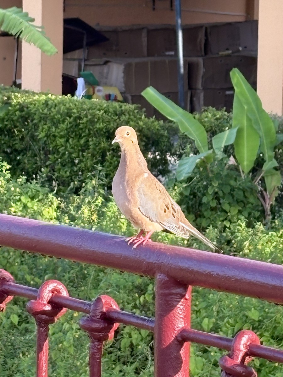 ナゲキバト - ML645320063