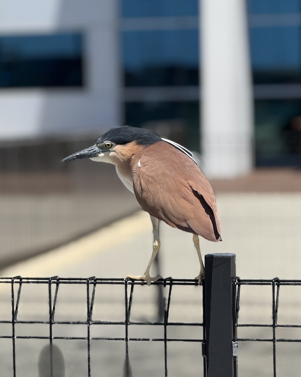 Nankeen Night Heron - ML645320066