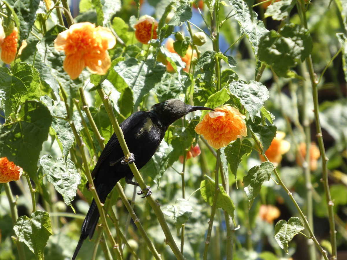 Tacazze Sunbird - ML645320069