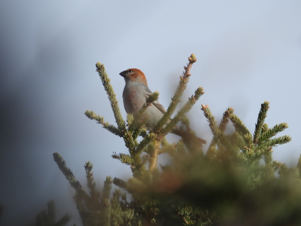 Tayga Çütresi - ML645320071