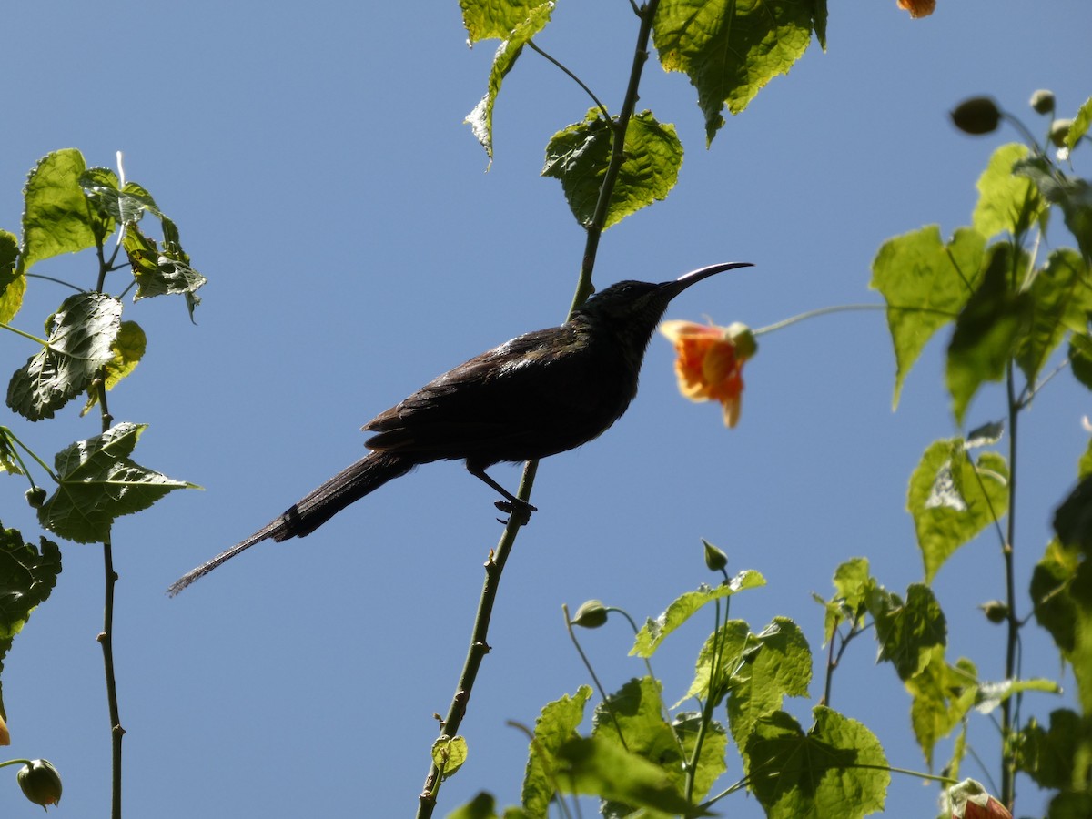 Tacazze Sunbird - ML645320074