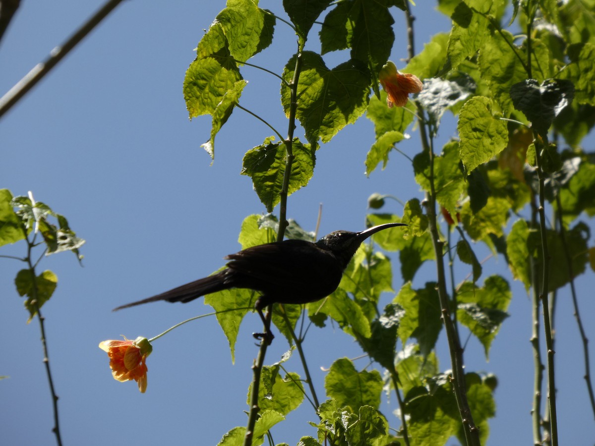 Tacazze Sunbird - ML645320075