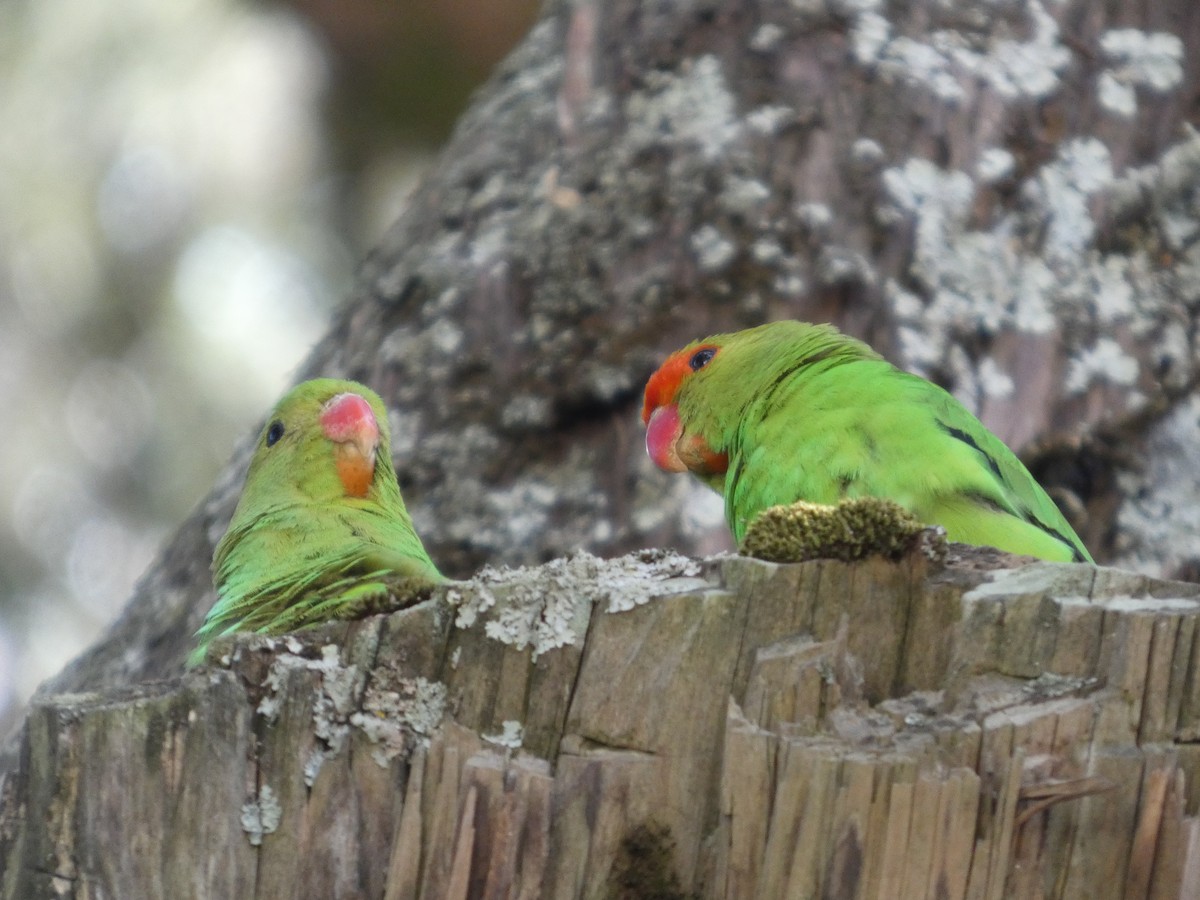 Black-winged Lovebird - ML645320104