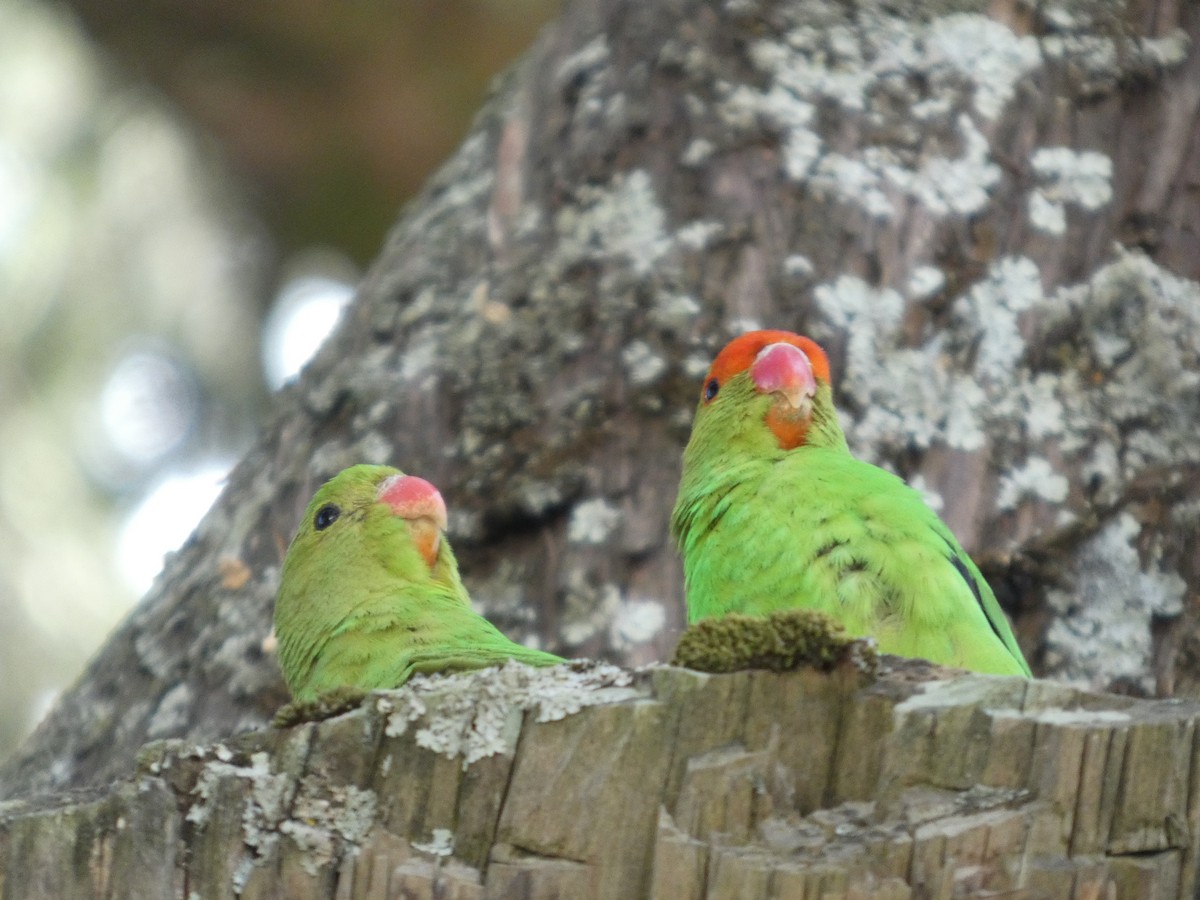 Black-winged Lovebird - ML645320105