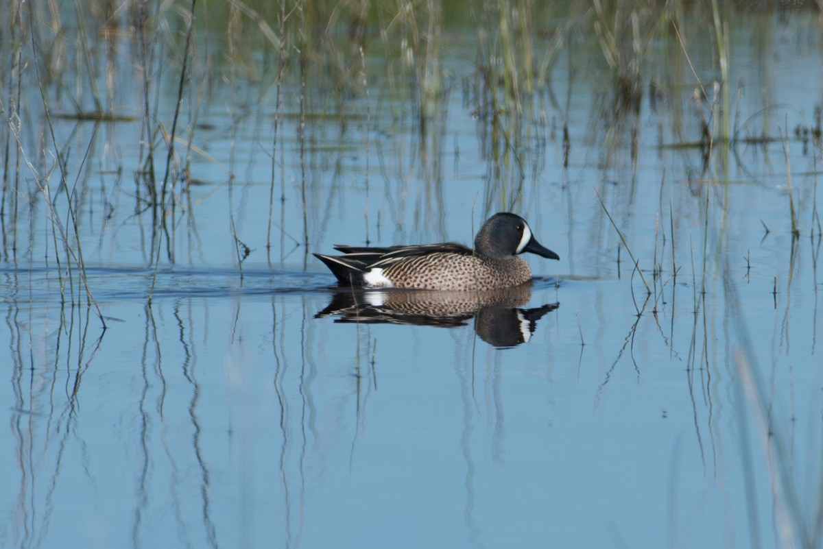 Blue-winged Teal - ML645320106