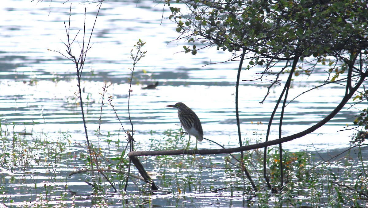 Hint Alaca Balıkçılı - ML645320117