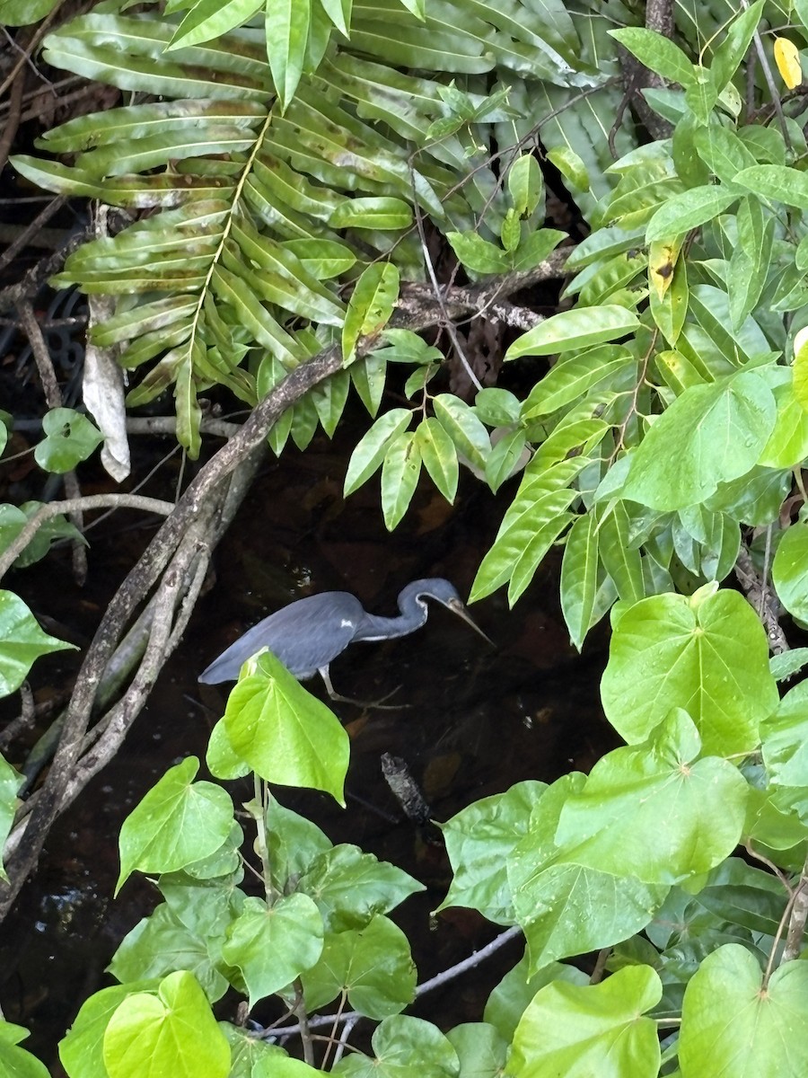 サンショクサギ - ML645320122