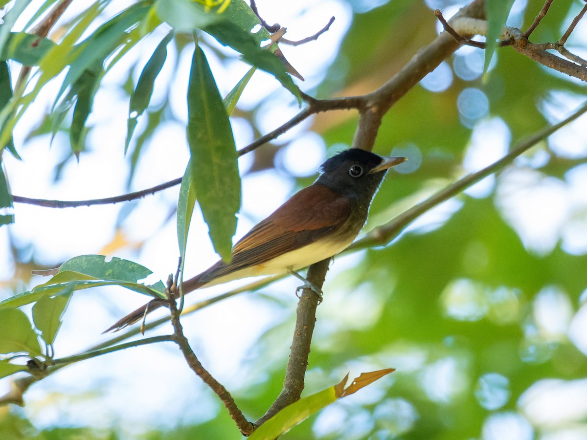 Siyah Japon Monarkı - ML645320125