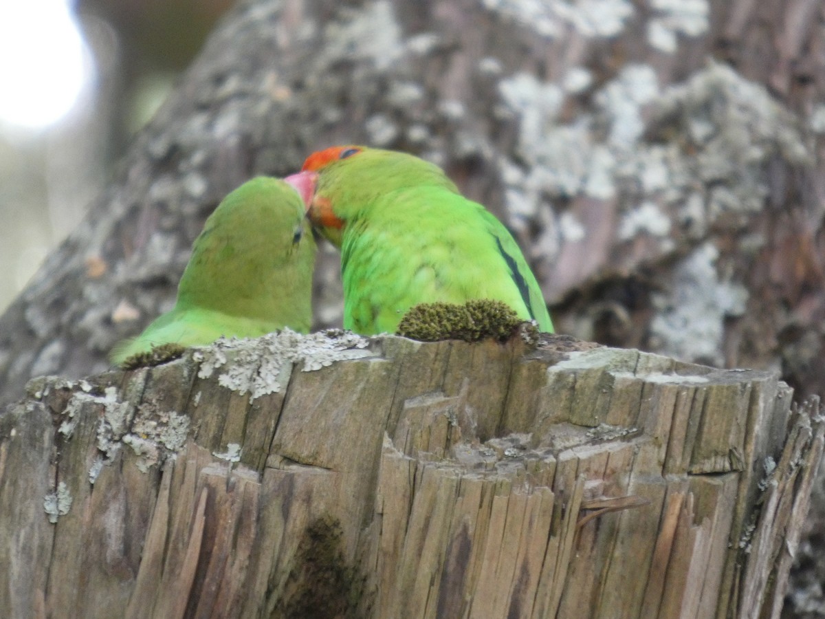 Black-winged Lovebird - ML645320129