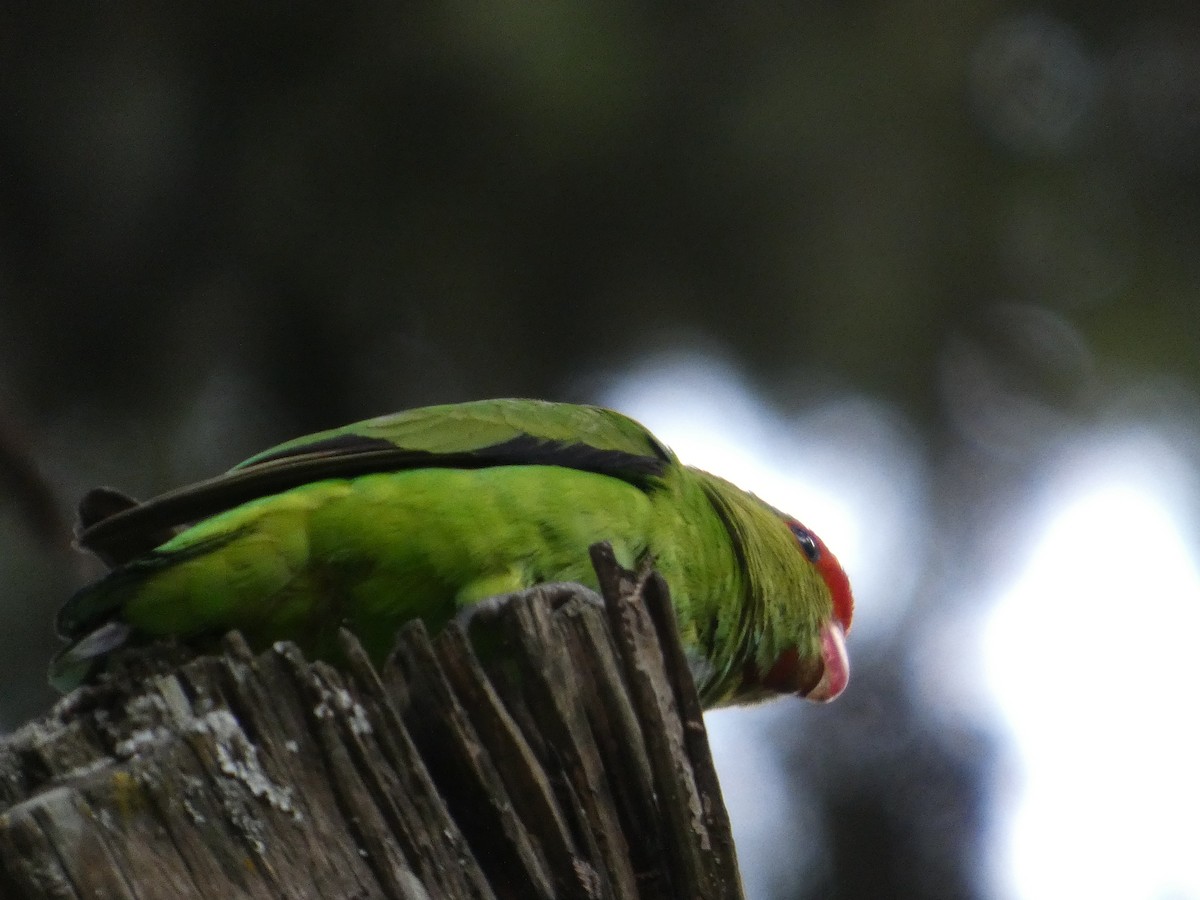 Black-winged Lovebird - ML645320138