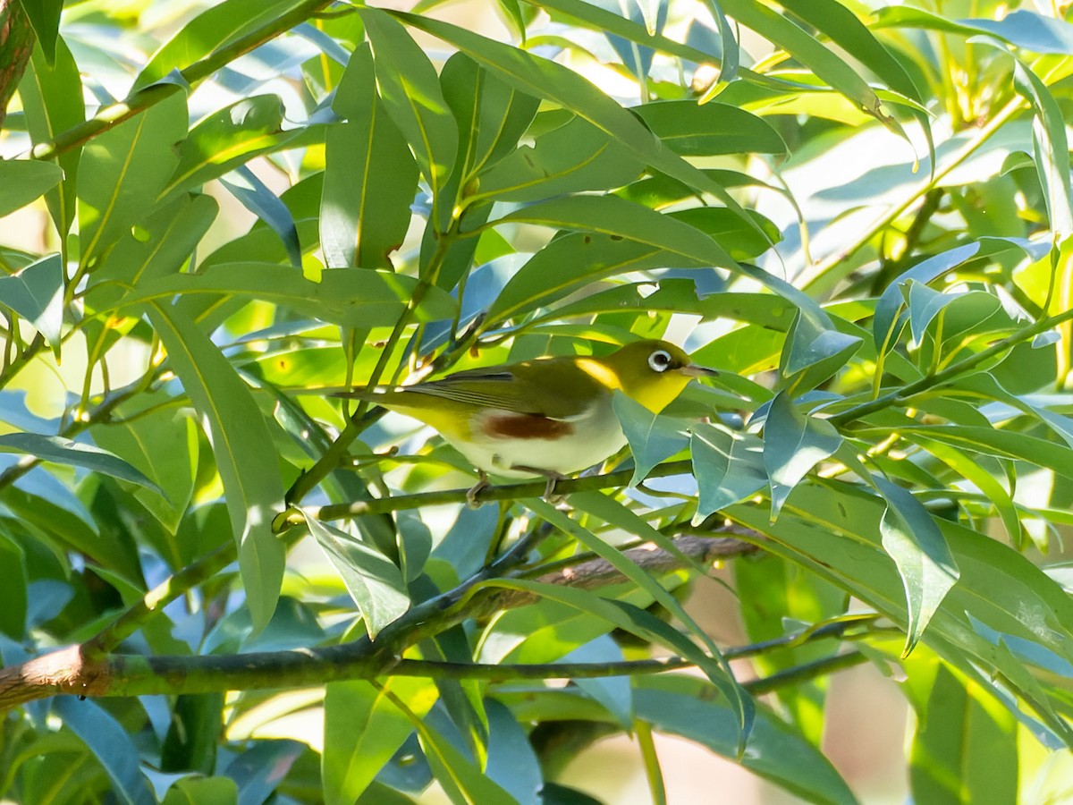 Chestnut-flanked White-eye - ML645320143