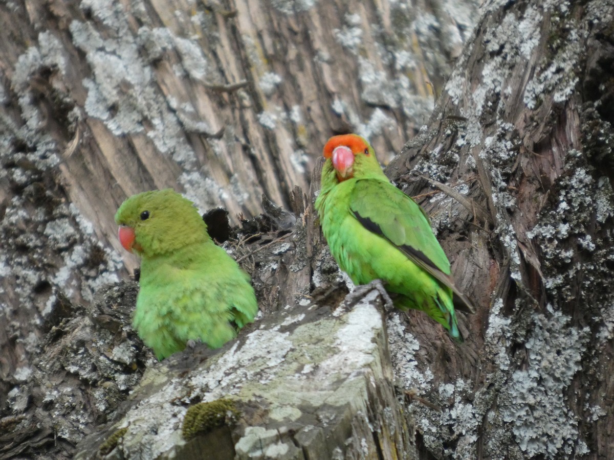 Black-winged Lovebird - ML645320156