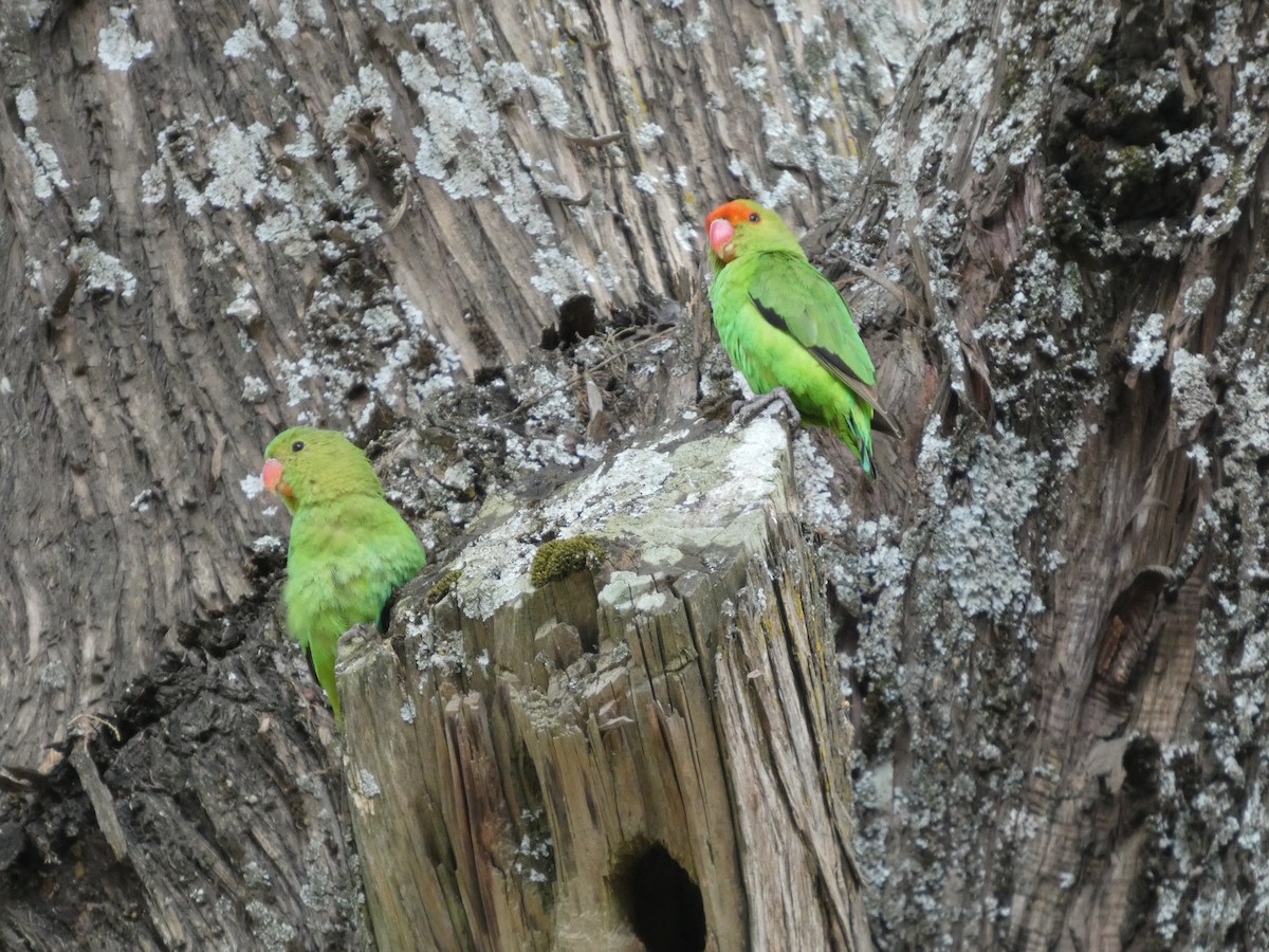 Black-winged Lovebird - ML645320157