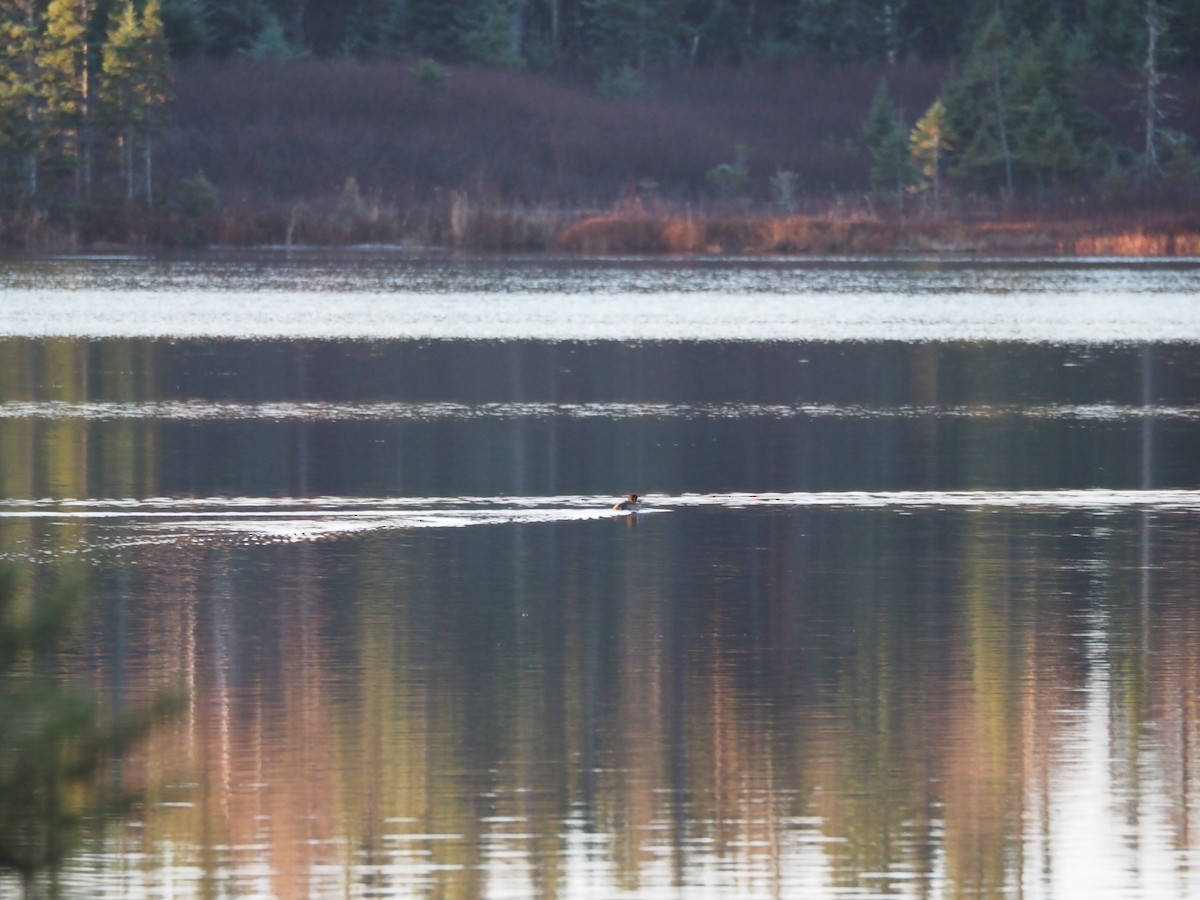 bergand - ML645320174