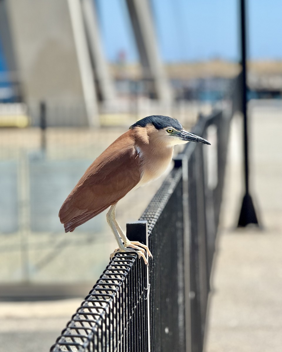 Nankeen Night Heron - ML645320183