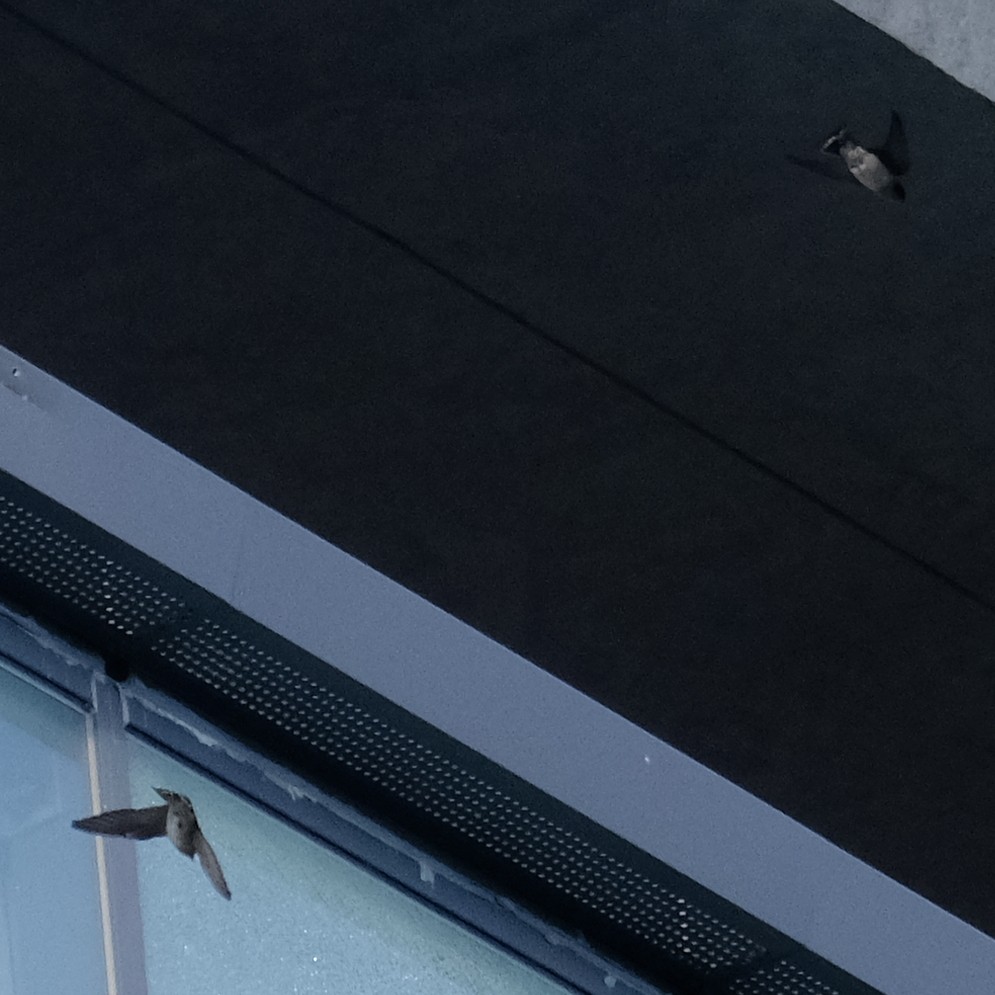 Ластівка сільська - ML645320197