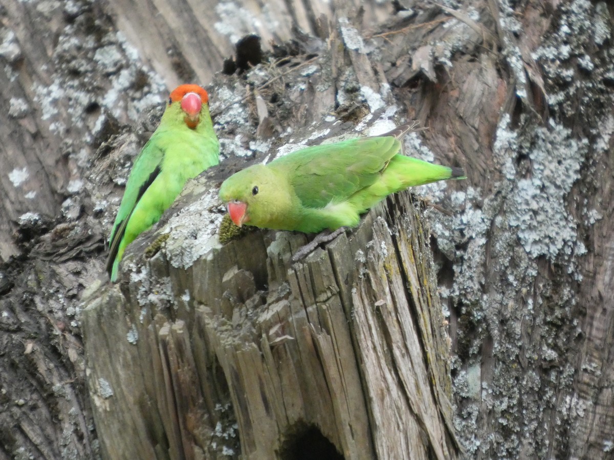 Black-winged Lovebird - ML645320199