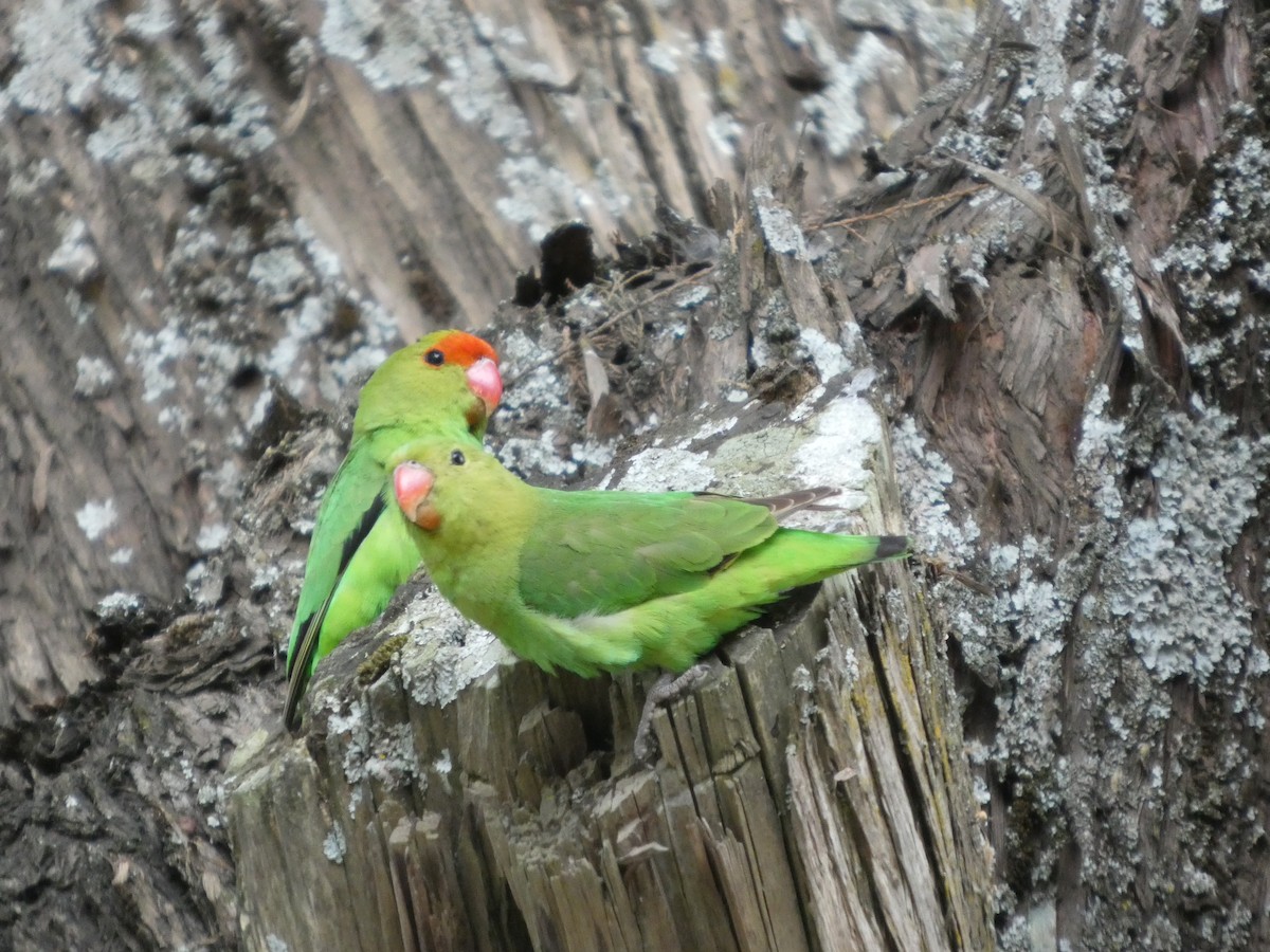 Black-winged Lovebird - ML645320200