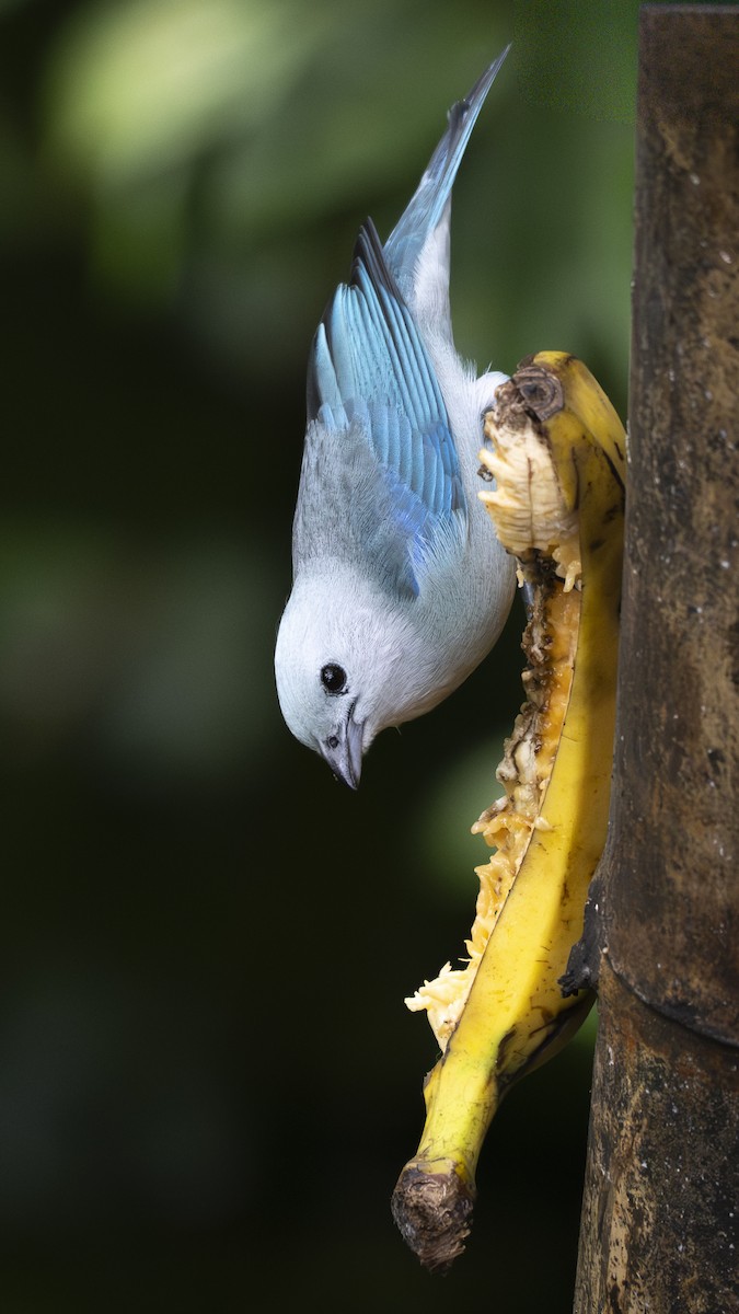 Blue-gray Tanager - ML645320206