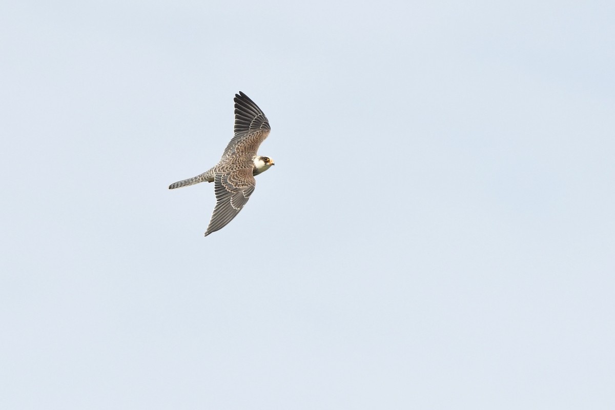 Red-footed Falcon - ML645320216