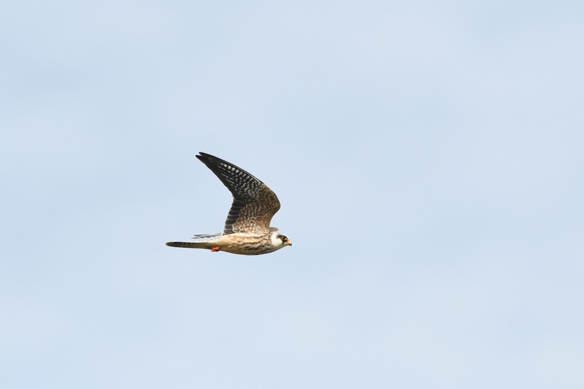 Red-footed Falcon - ML645320217