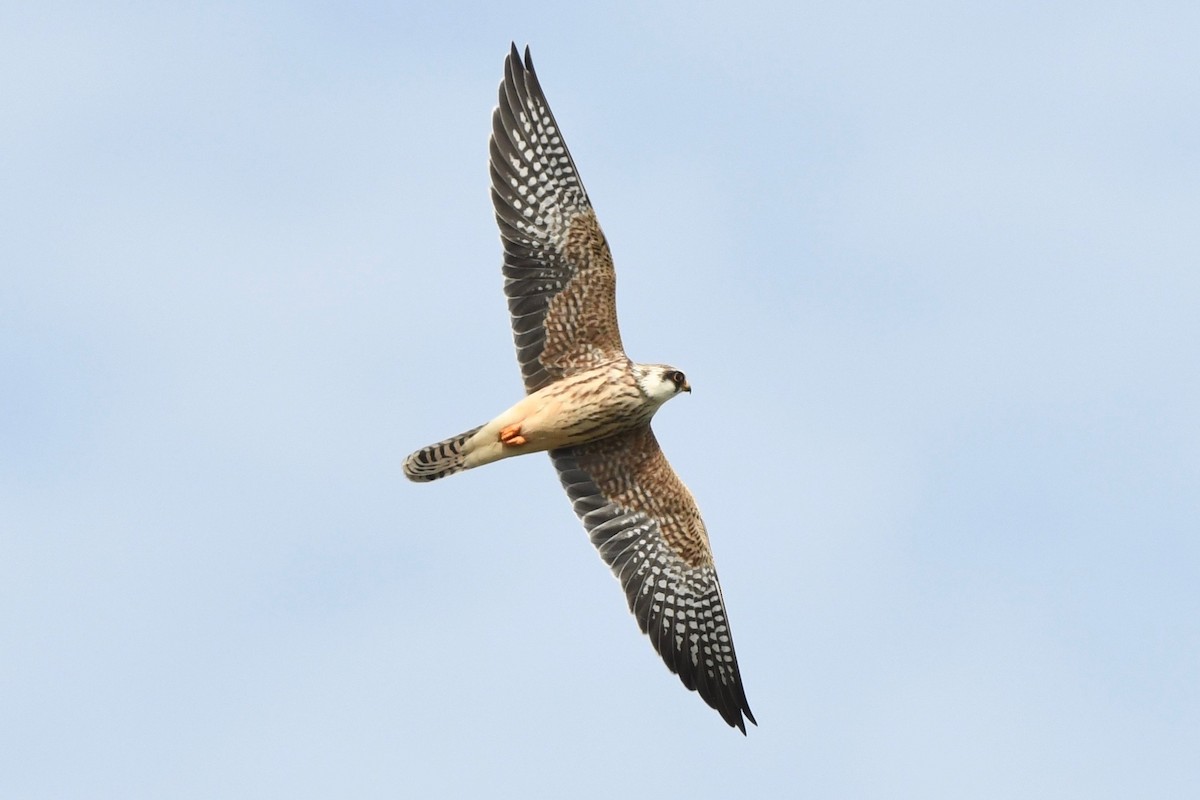 Red-footed Falcon - ML645320218