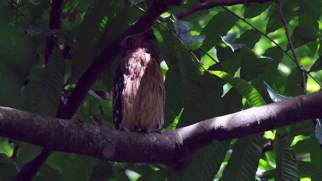 Buffy Fish-Owl - ML645320228