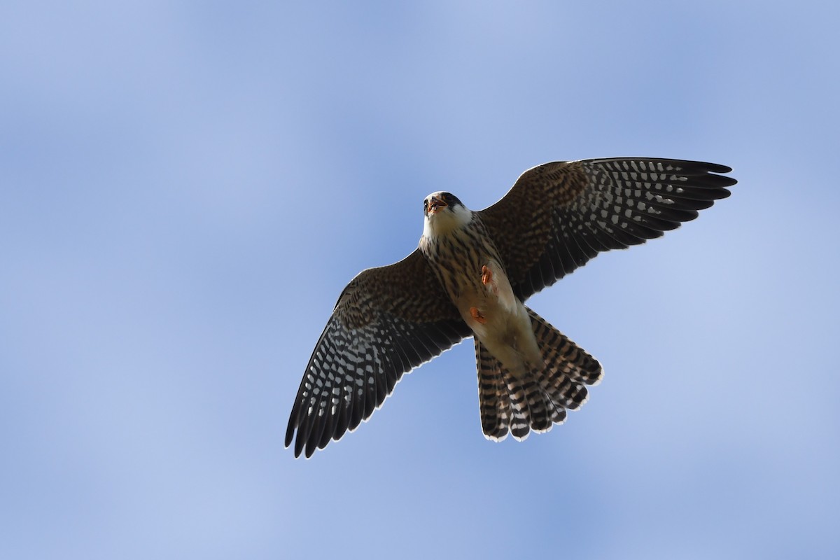 Red-footed Falcon - ML645320231