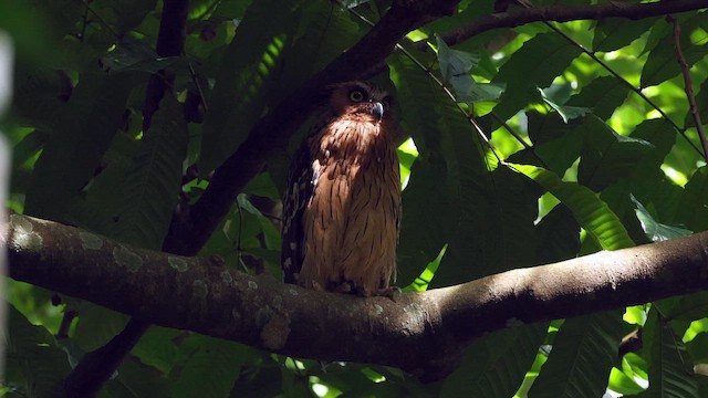 Buffy Fish-Owl - ML645320234