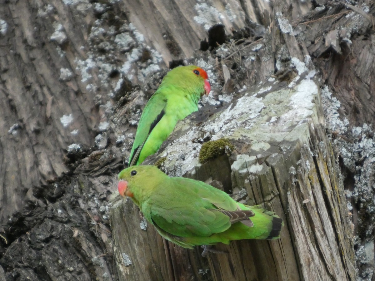 Black-winged Lovebird - ML645320242