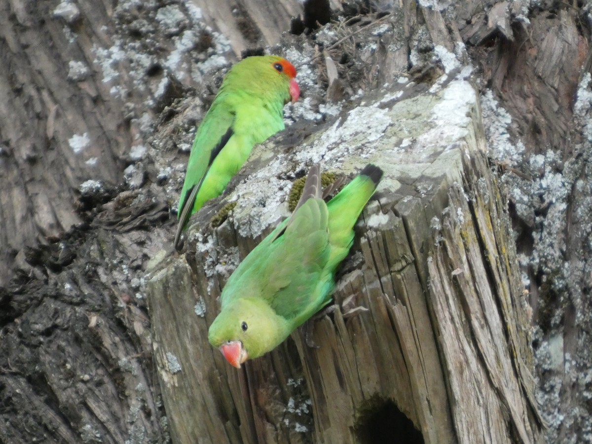 Black-winged Lovebird - ML645320243