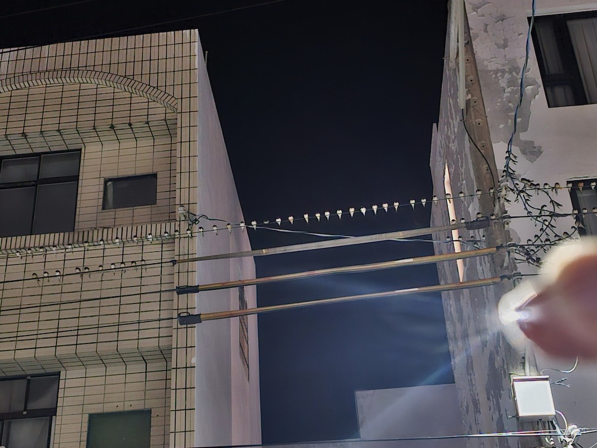 Ластівка сільська - ML645320248