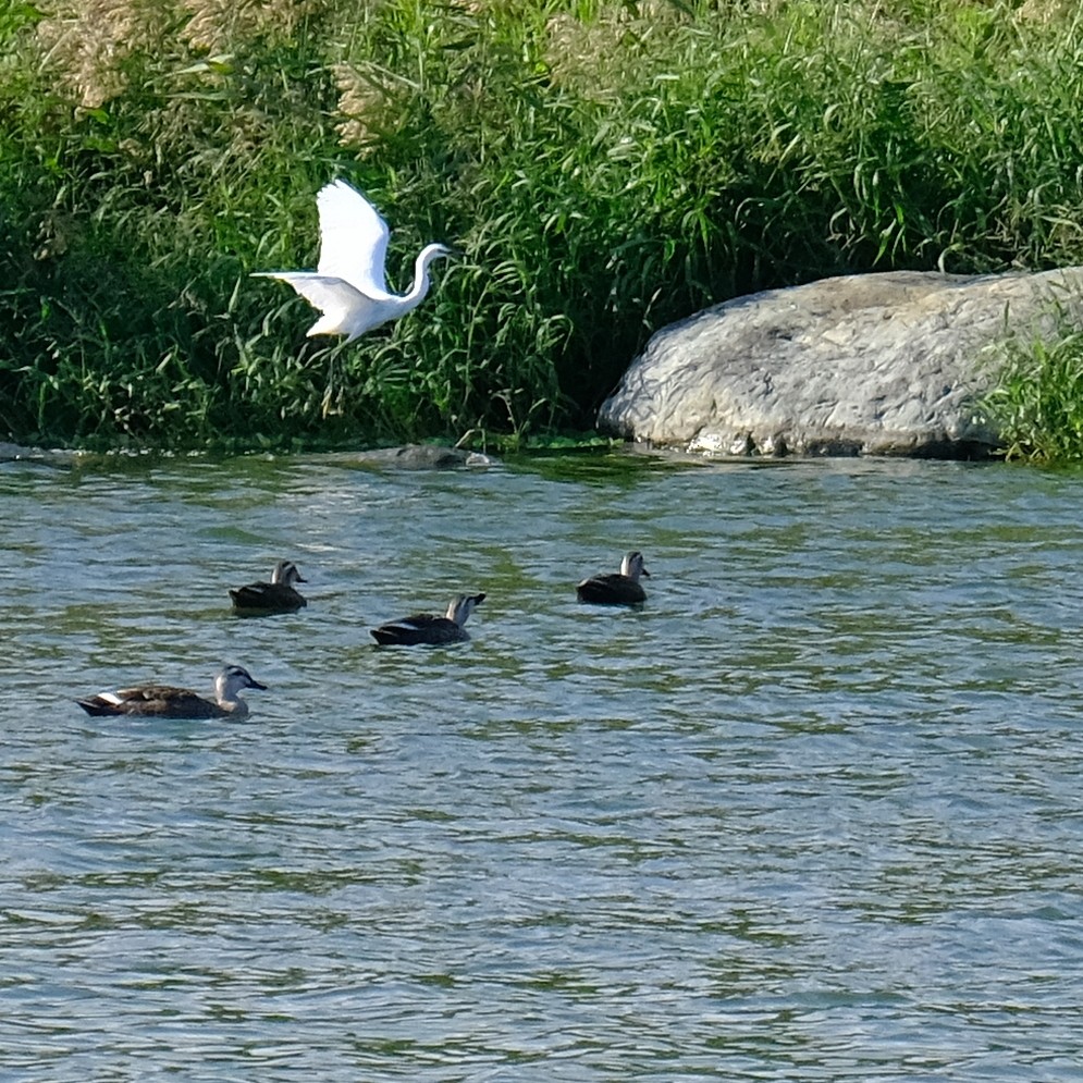 silkehegre - ML645320268