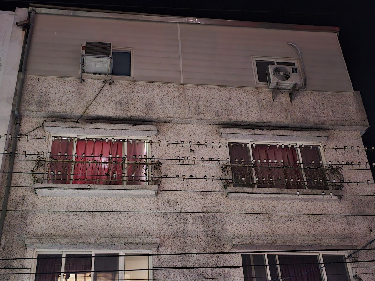 Ластівка сільська - ML645320274