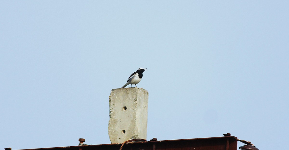 Bergeronnette indienne - ML645320275