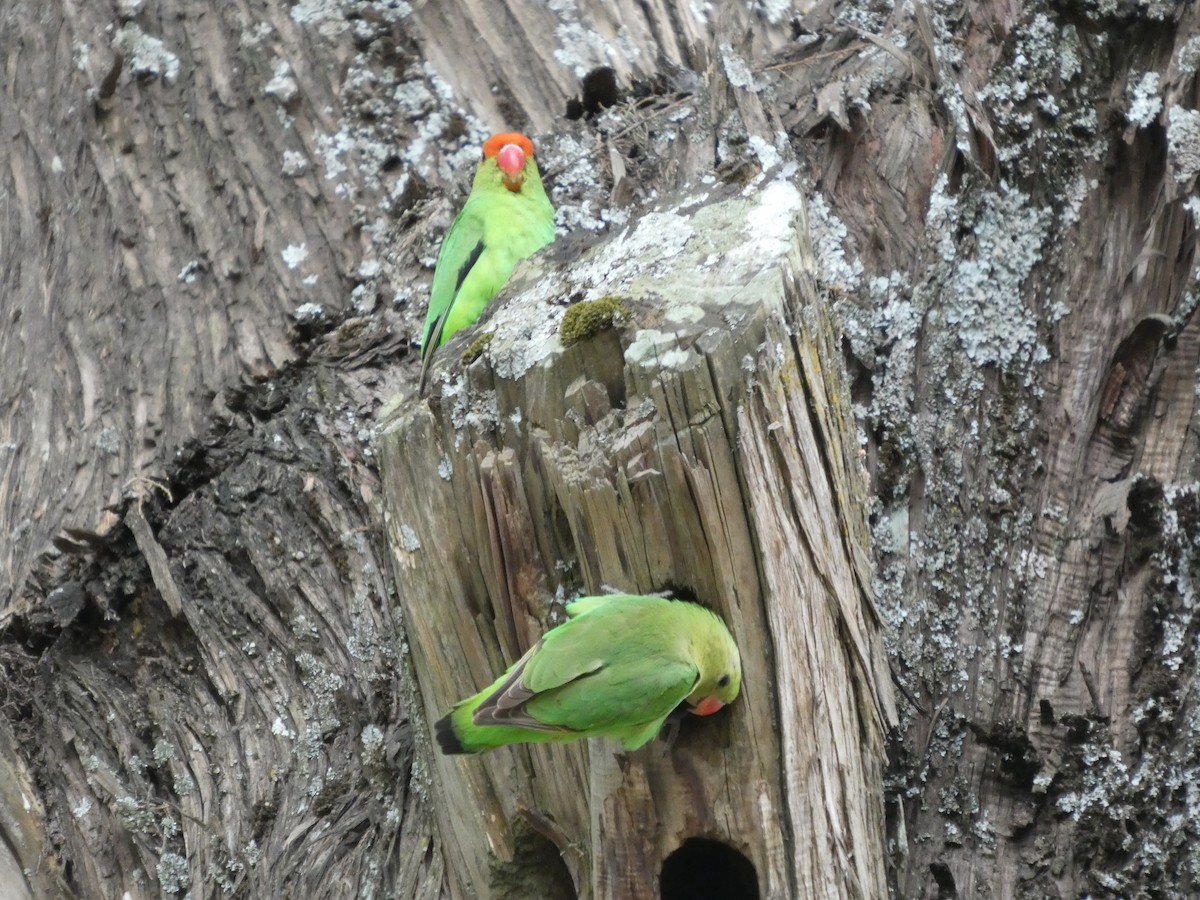 Black-winged Lovebird - ML645320276