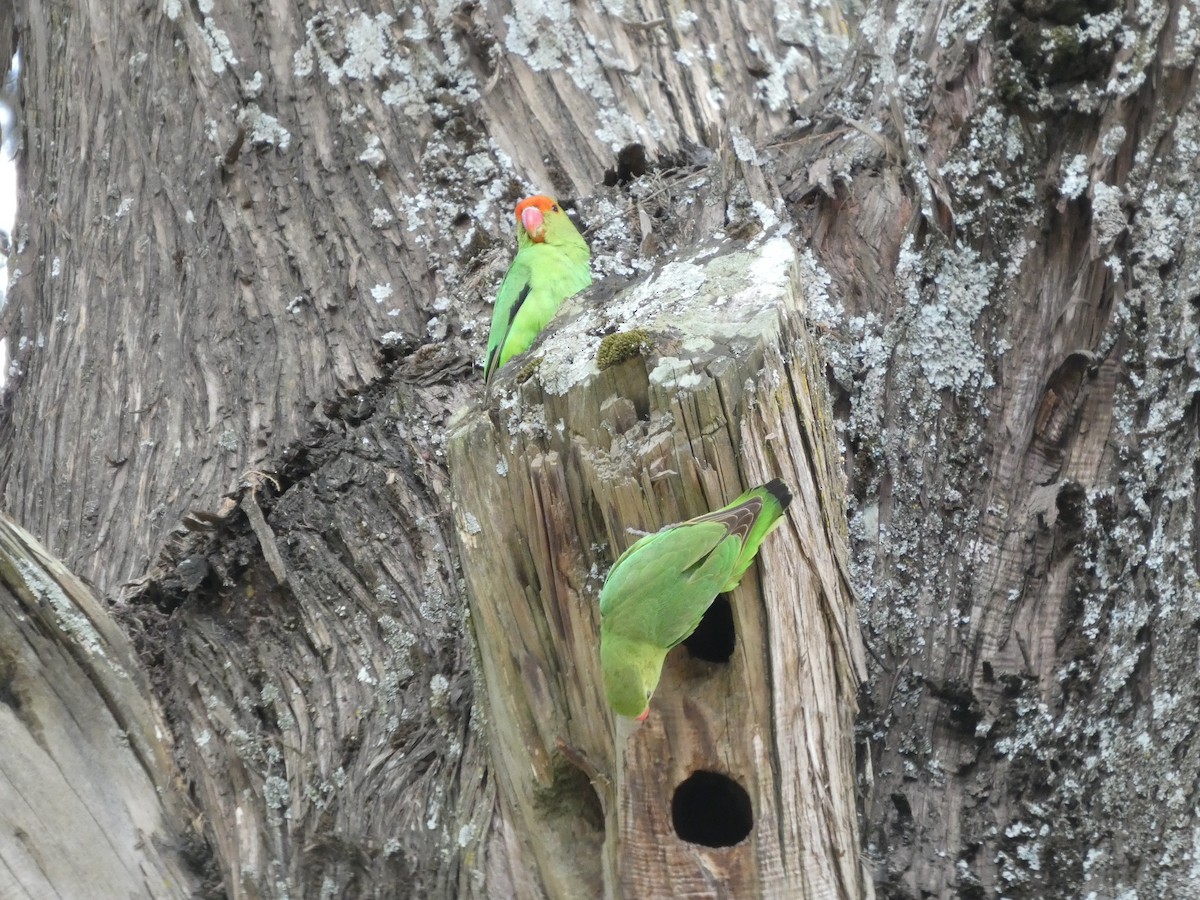 Black-winged Lovebird - ML645320277