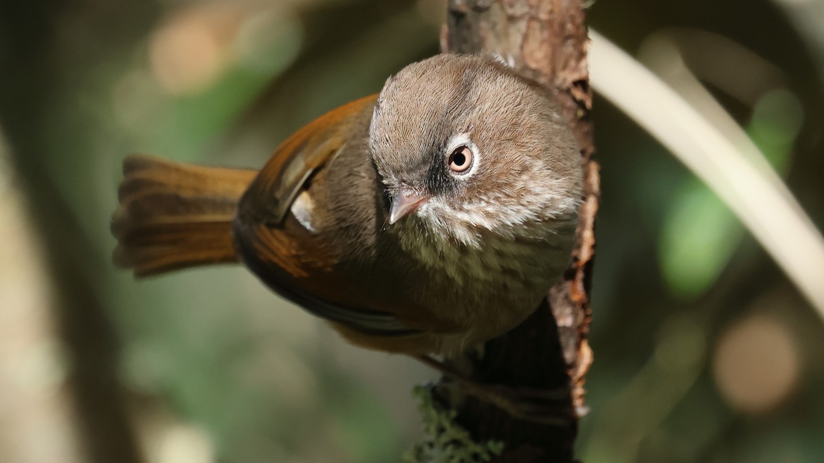 Taiwan Fulvetta - ML645320278