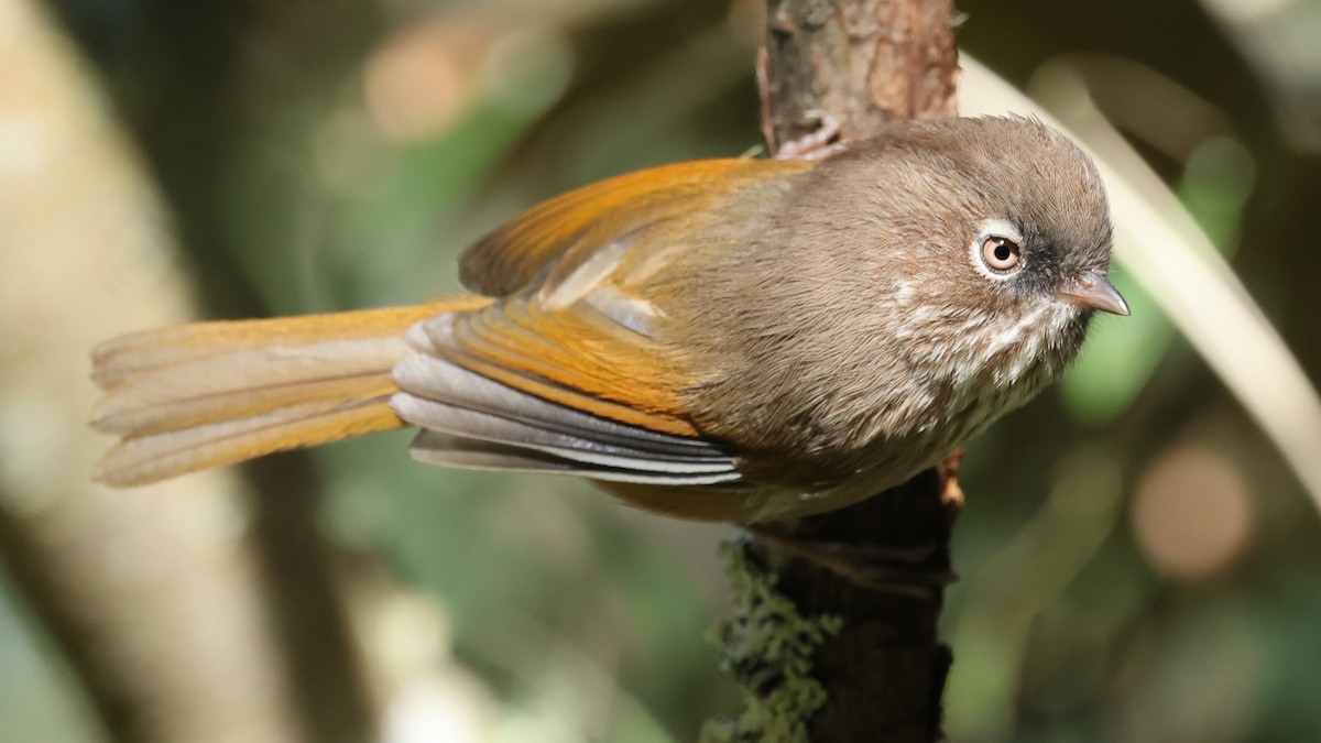 Taiwan Fulvetta - ML645320279