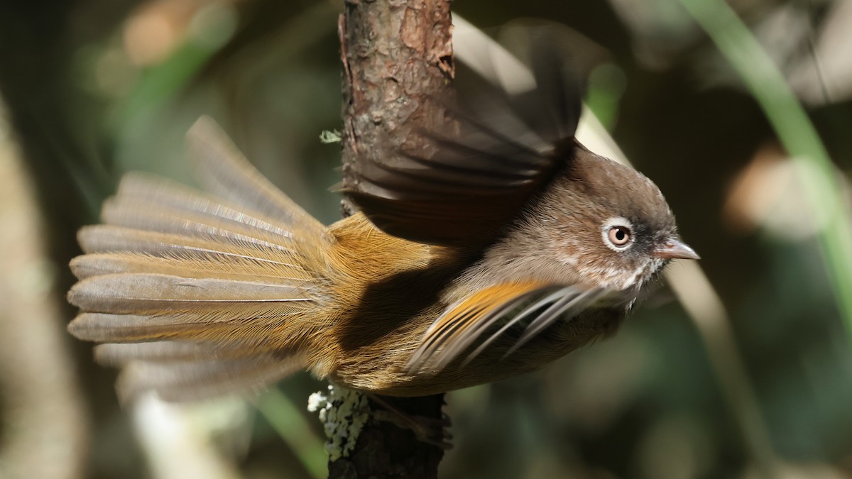 Taiwan Fulvetta - ML645320281