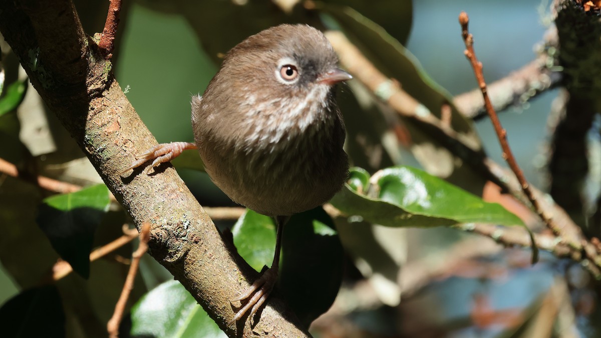 Taiwan Fulvetta - ML645320282