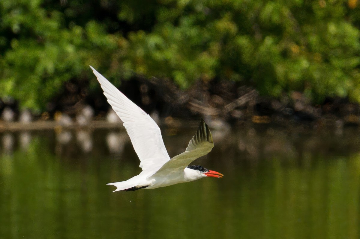 Caspian Tern - ML645320284