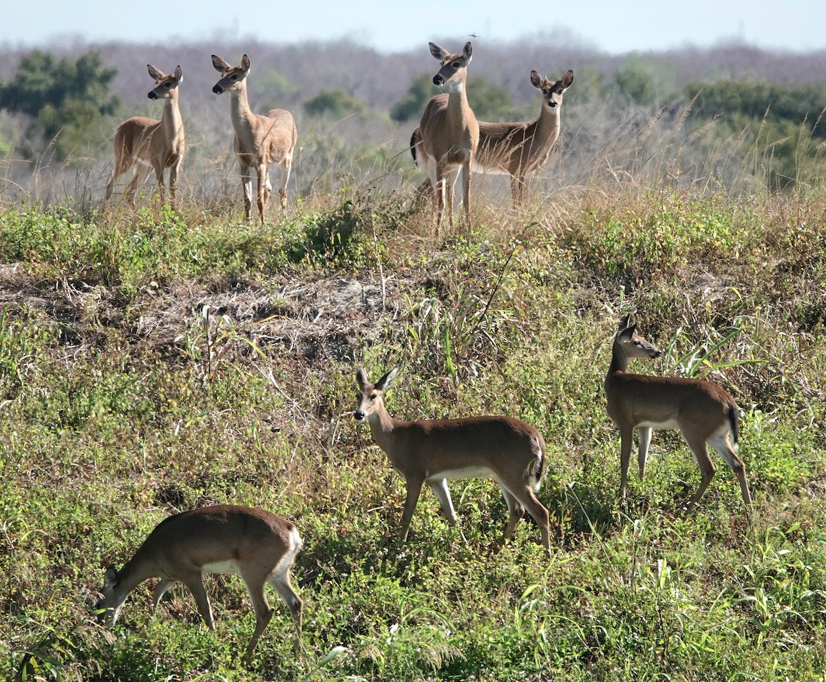 Animals - ML645320296