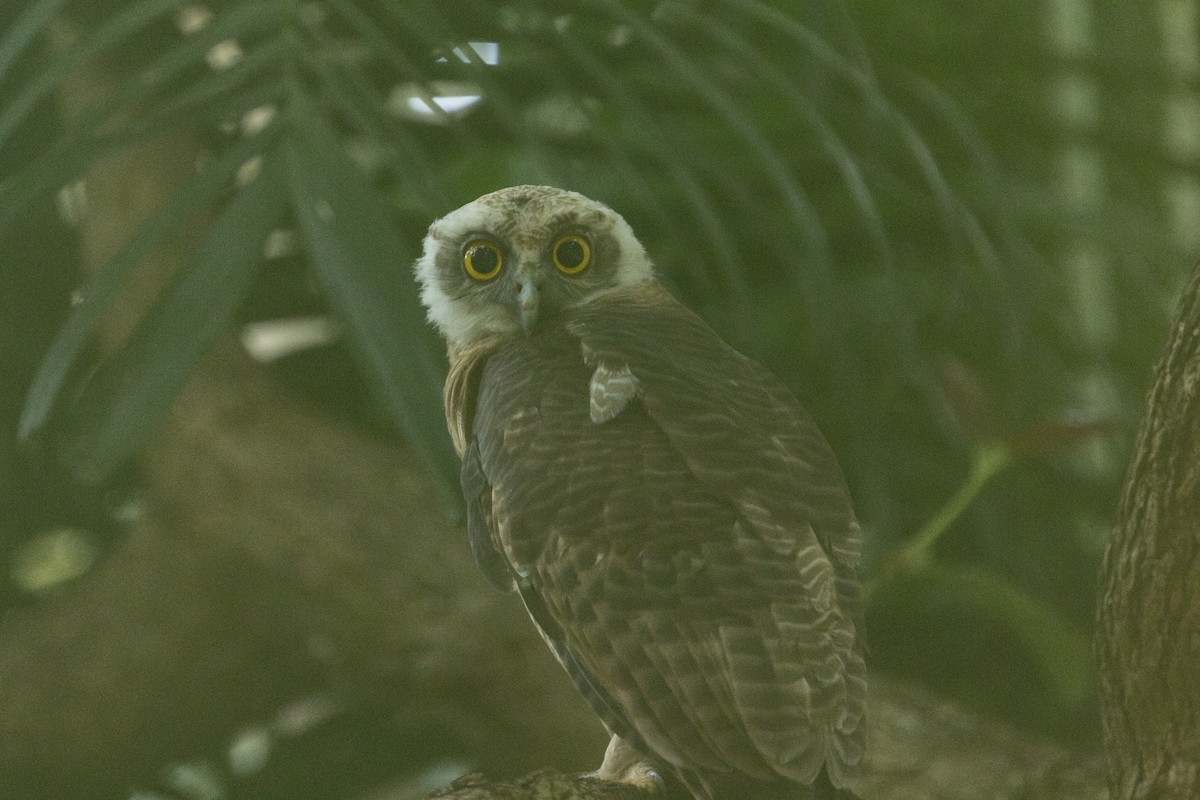 Nínox Rojizo - ML645320298