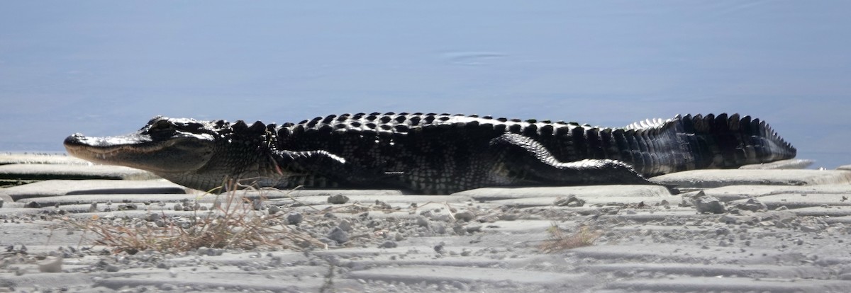 Animals - ML645320301