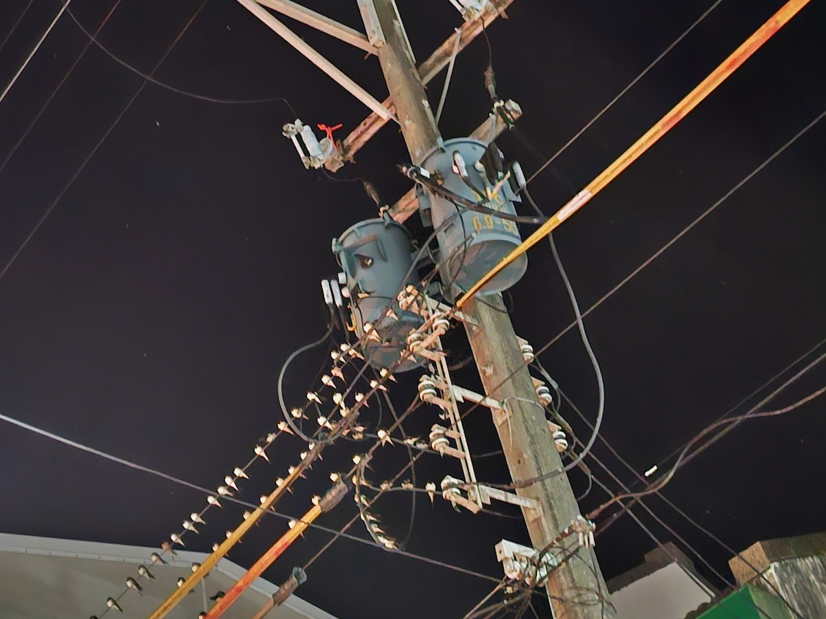 Ластівка сільська - ML645320302