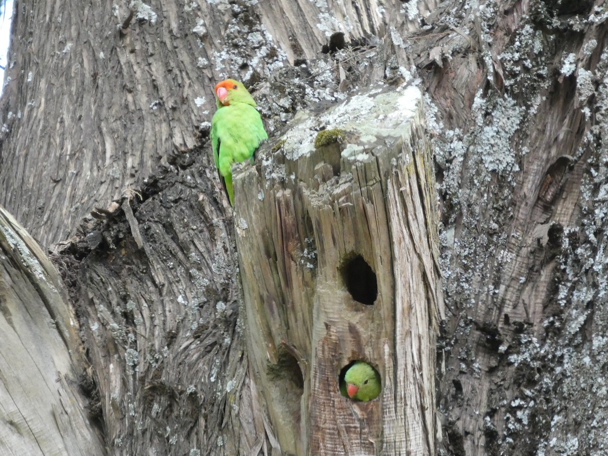 Black-winged Lovebird - ML645320305