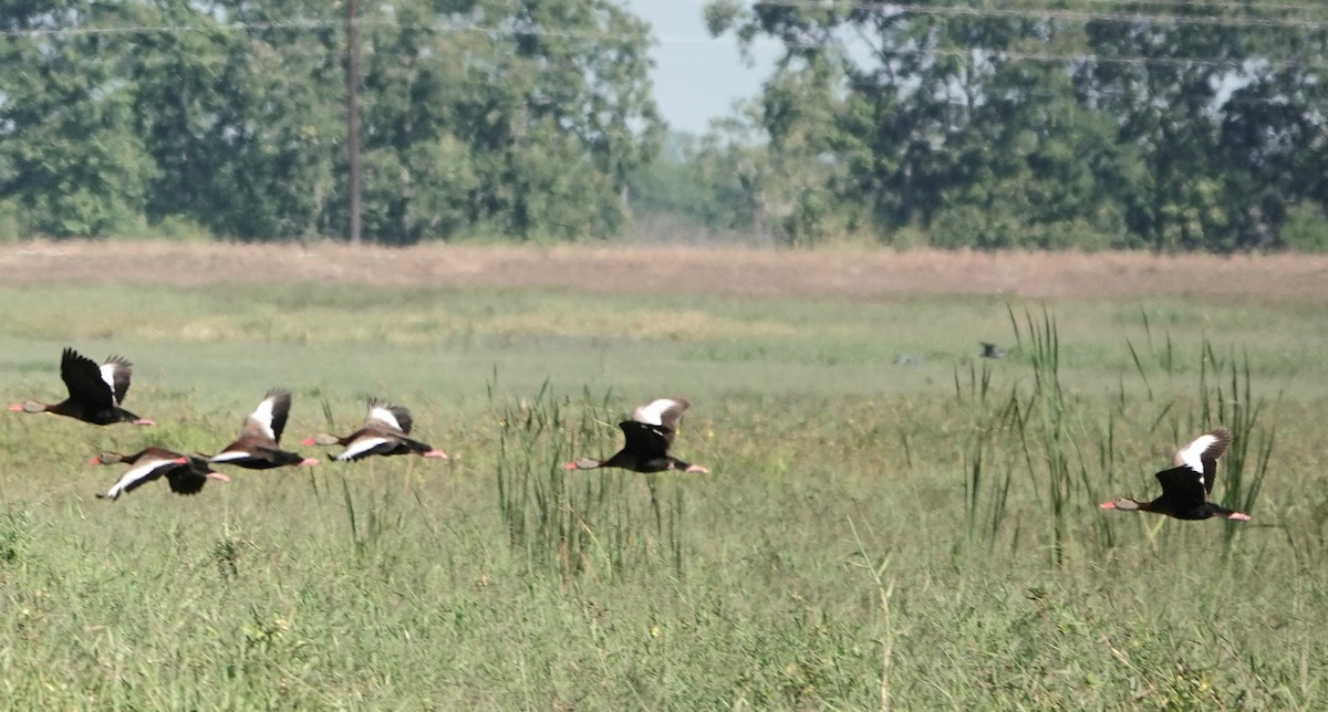 Black-bellied Whistling-Duck - ML645320307