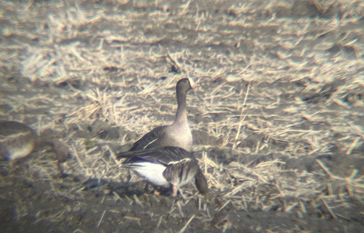אווז קטן - ML645320308